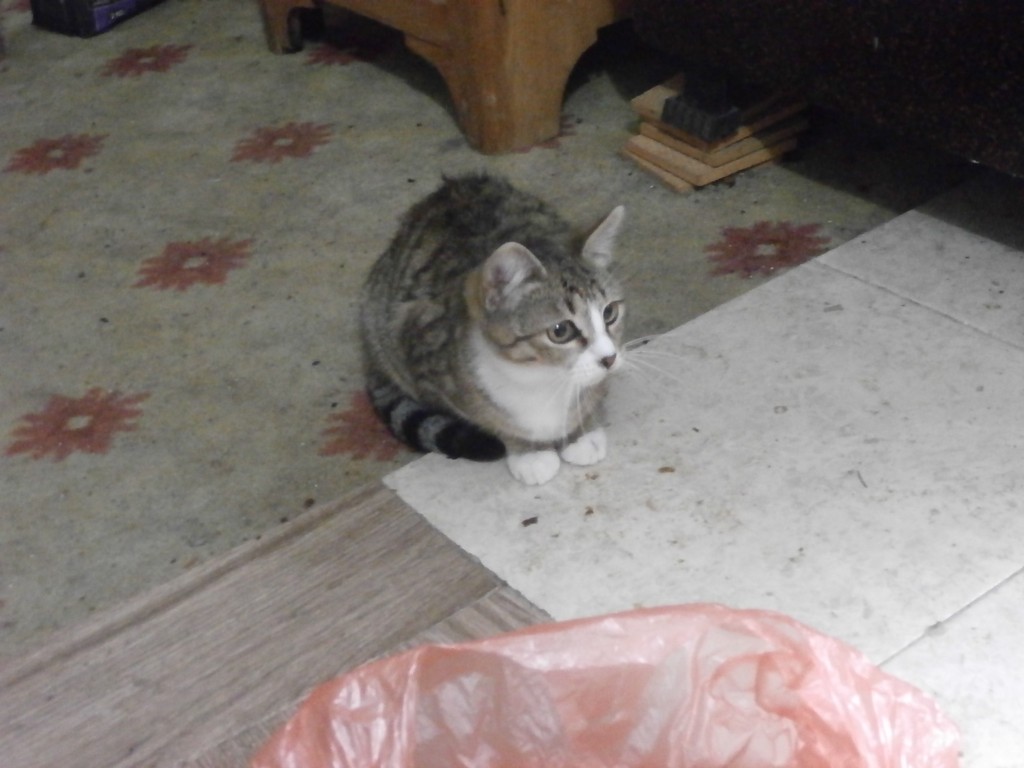 user posted image