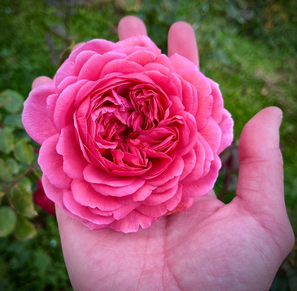 user posted image