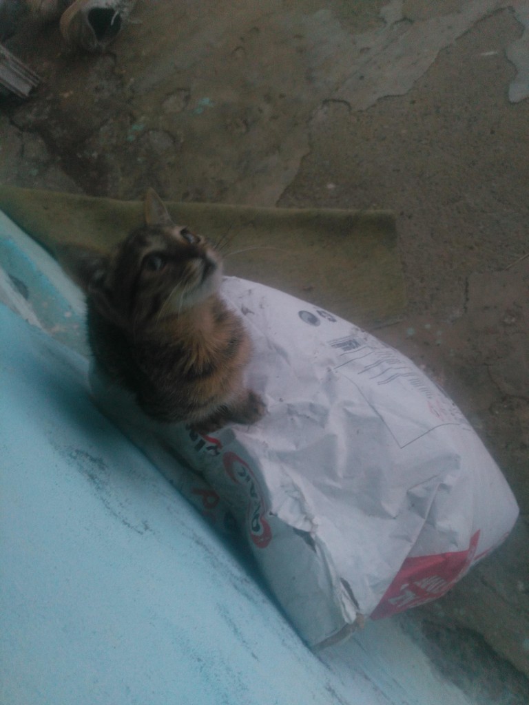 user posted image
