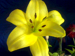 User Photo