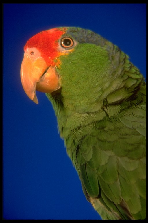 User Photo