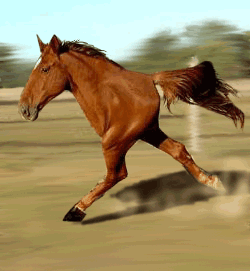horsehalf.png