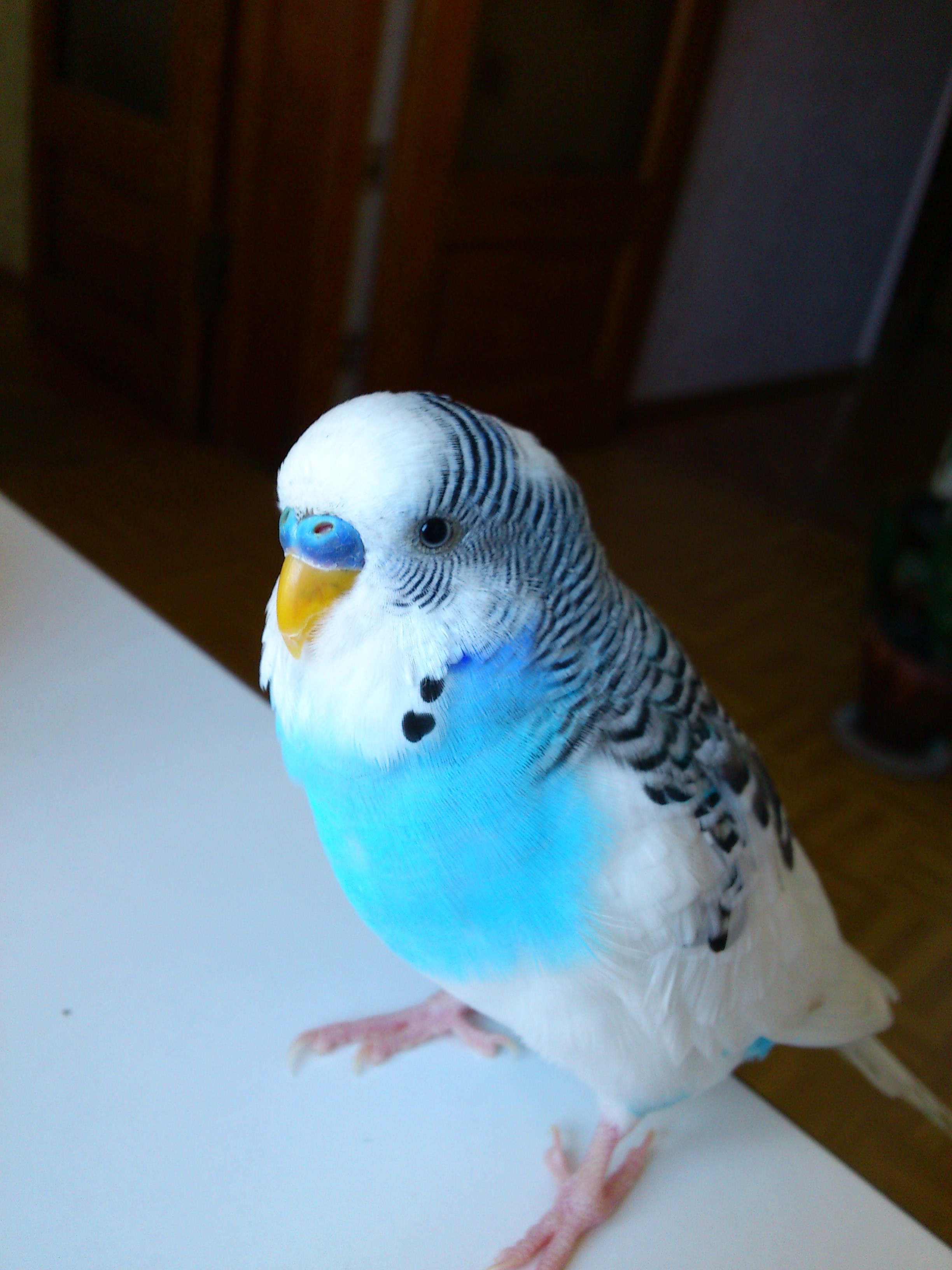 DSC_0032.JPG