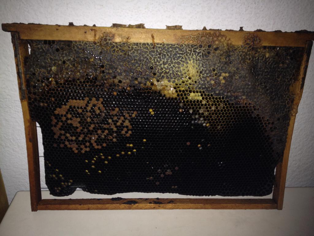 bee.JPG