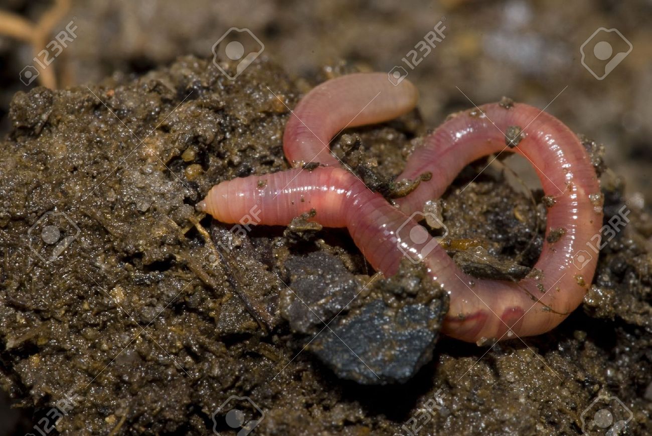 4848700_The_Earth_Worm_in_natural_habitat__Stock_Photo_earthworm.jpg