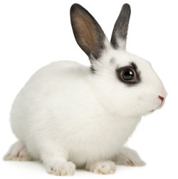 Image_6k_Other_pets_section_white_and_brown_rabbit.jpg
