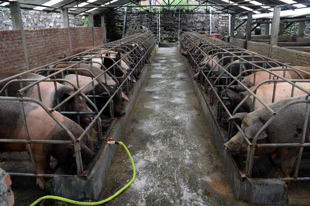 Pig_farming_in_Kalimpong_Reli.jpg