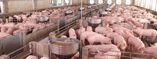 feed_pigs.jpg