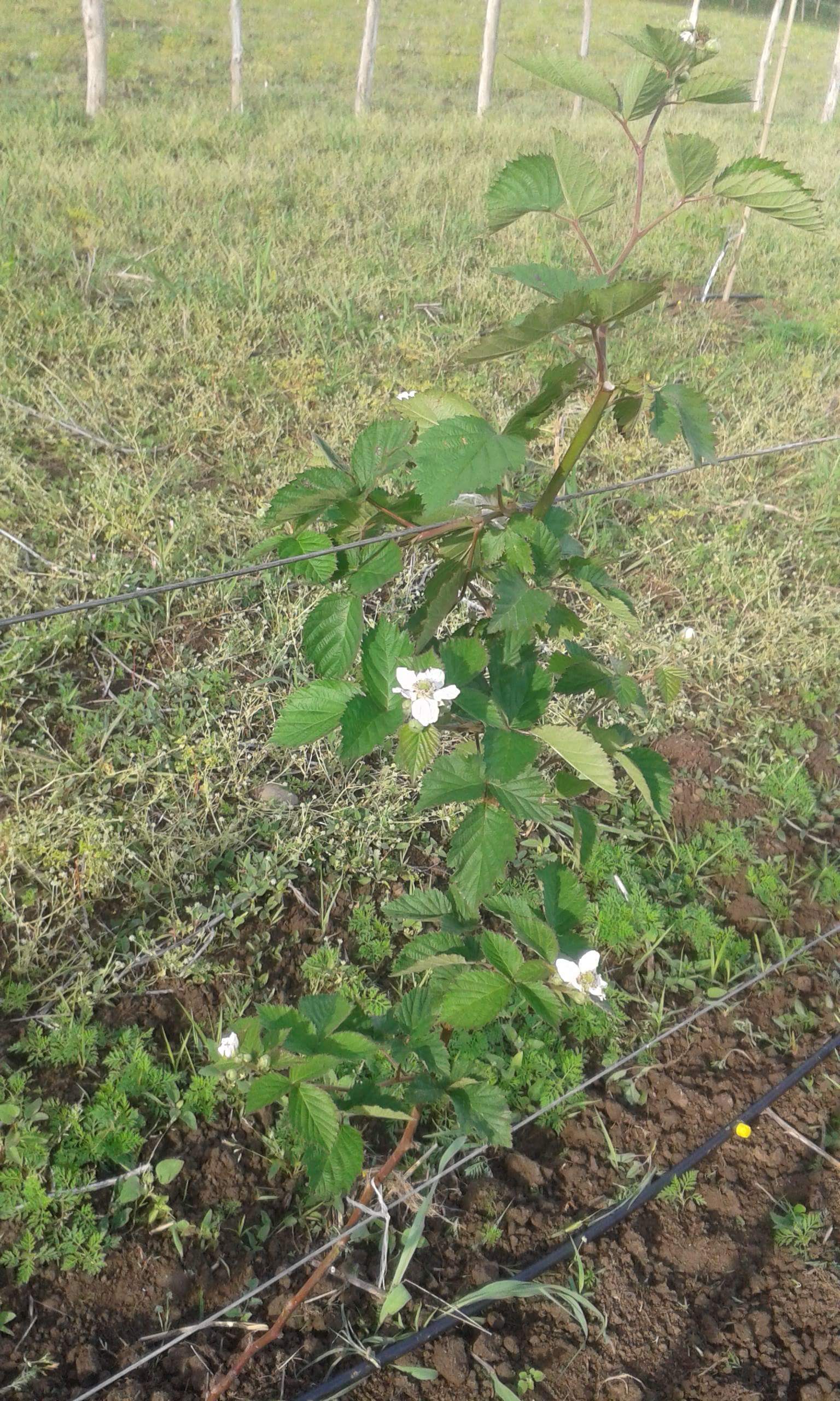 received_1643264179128461.jpeg
