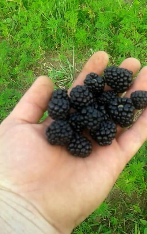 received_1698680833586795.jpeg
