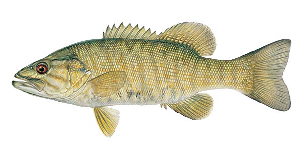 fish_bass_smallmouth.jpg