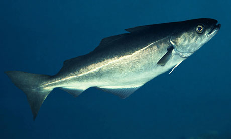Coley_fish_Pollachius_vir_005.jpg