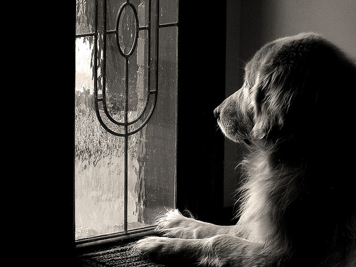 dog_waiting.jpg