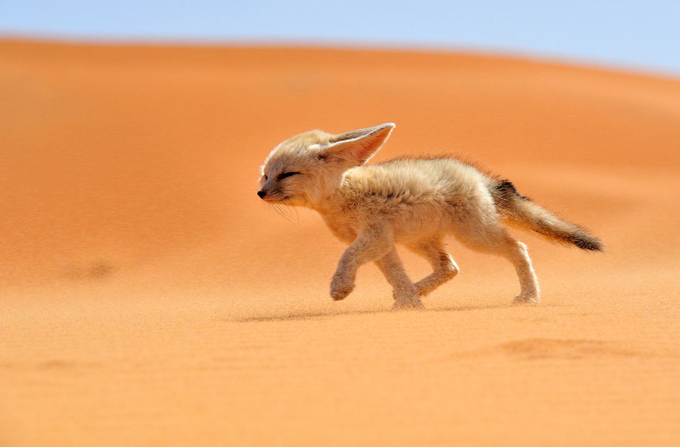 sahara_desert_fox.jpg