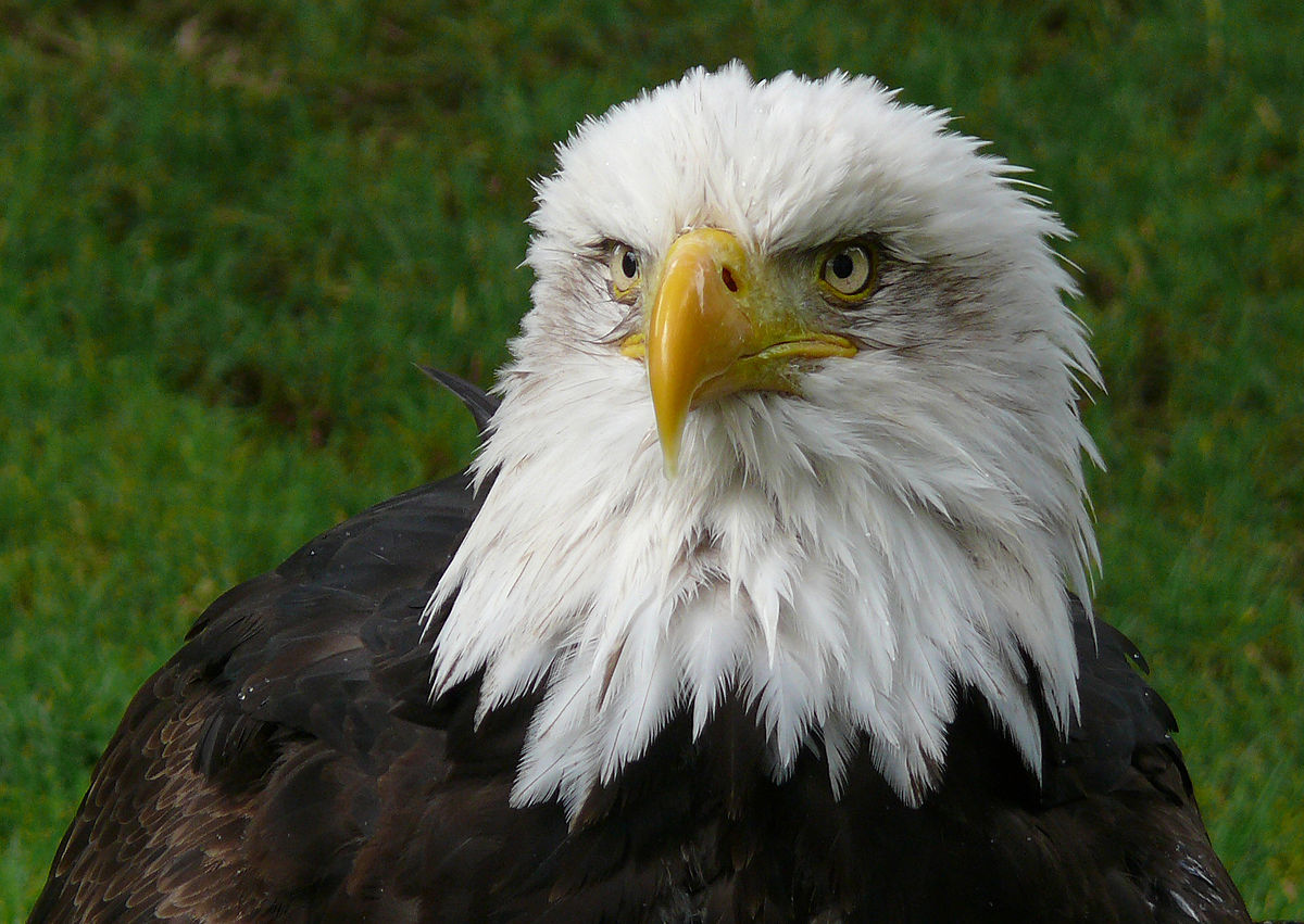 1200px___guila_calva.jpg