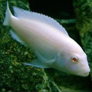 Pseudotropheus_socolofi_albino.jpg