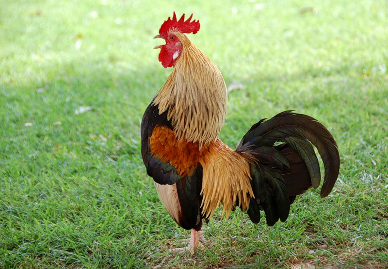 Ku_ka_re_ku..ptachka1.yand..jpg
