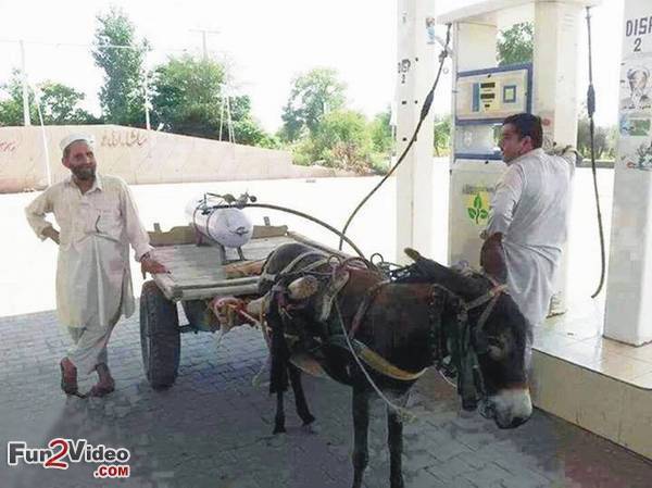 cng_gas_driven_funny_donkey.jpg