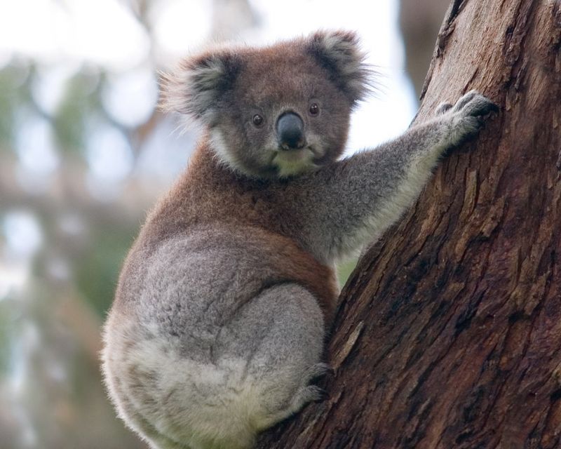 koala_cok_sirin_bir_hayvan_1654.jpg