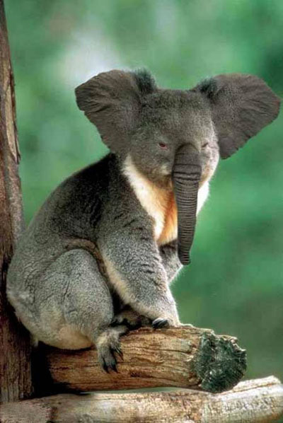 koalaphant_fs.jpg