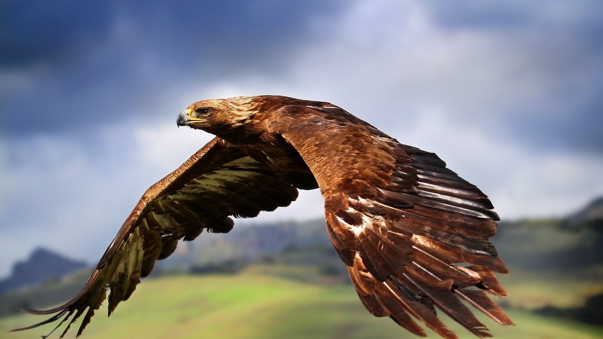 eagle_birds_predators_flight_wings_flap_53340_1920x1080.jpg