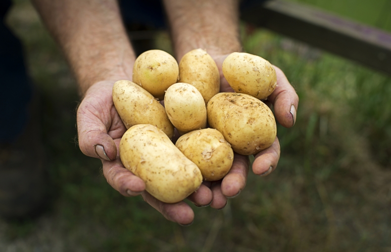 you_can_survive_with_potatoes.jpg