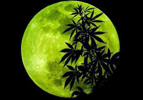 blunts_bong_funny_ganja_Favim.com_713164.jpg