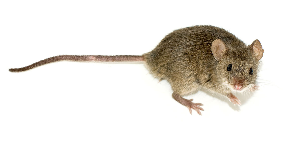 1200px__________2.jpg
