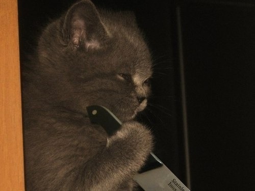 tumblr_nt5bi062zO1siy5kjo1_500.jpg