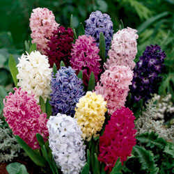 Hyacinth.jpg