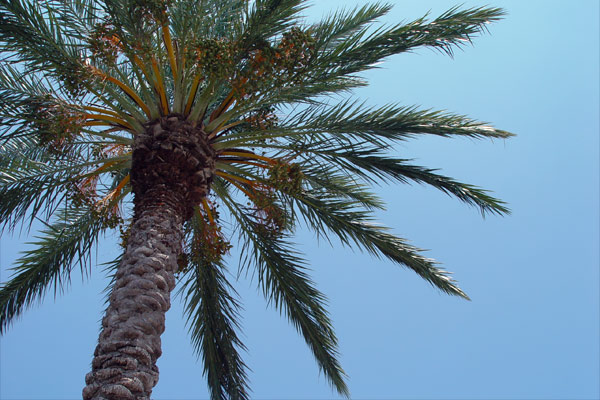 palm_tree_1a.jpg