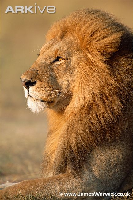 Africanlionheaddetail.jpg