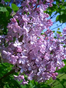 lilac_1.jpg