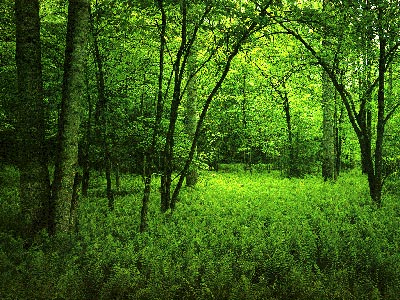 Green_Healing.jpg