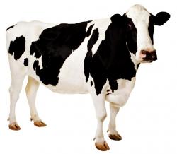 How_to_Draw_a_Cow.jpg