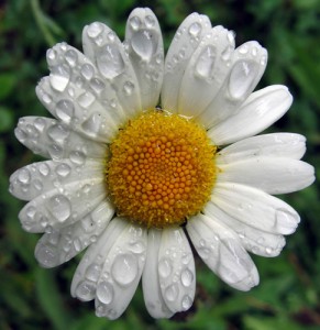 chamomile_bsp_291x300.jpg