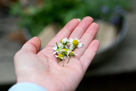 chamomile_blooms.jpg