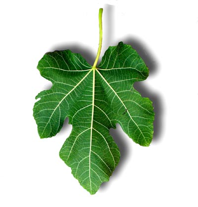 fig_leaf1.jpg