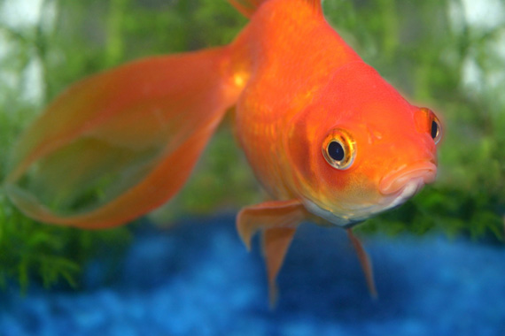 gold_fish.jpg