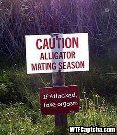 alligator_mating_season.jpg