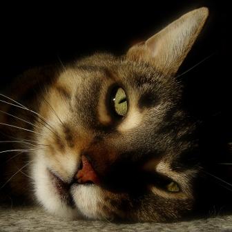 cat_picture_eyes_ViaMoi.jpg