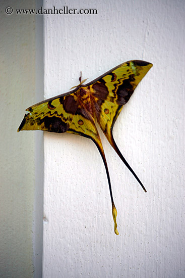big_butterfly_1_big.jpg