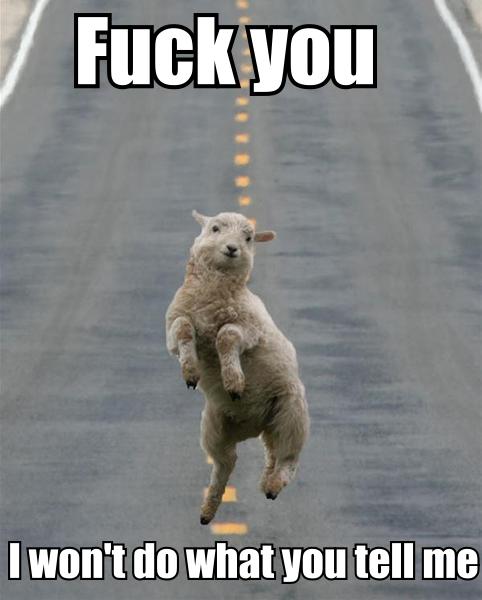 cute_lamb_fuck_you_i_wont_do_what_you_tell_me.jpg