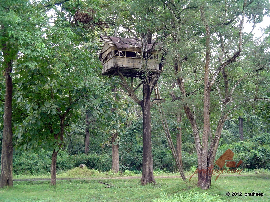 tree_house.jpg