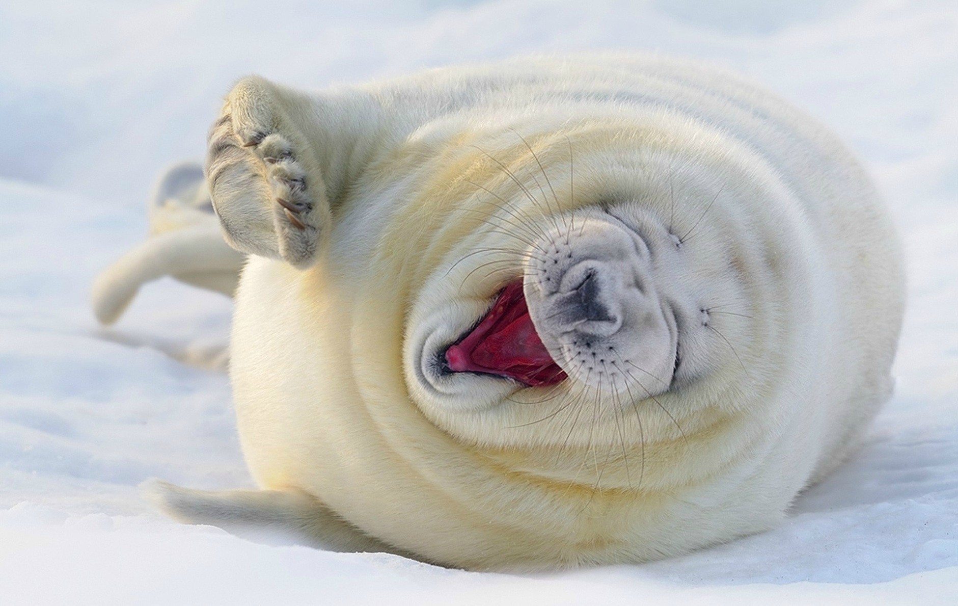 amazing_nature_photos_happy_seal.jpg