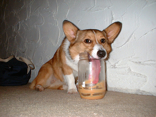 funny_animal_pictures_13.jpg