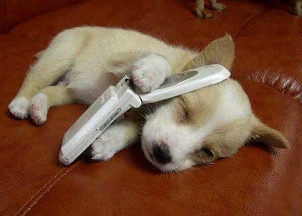1254427900_1240562338_1240442127_animals_28_40.jpg