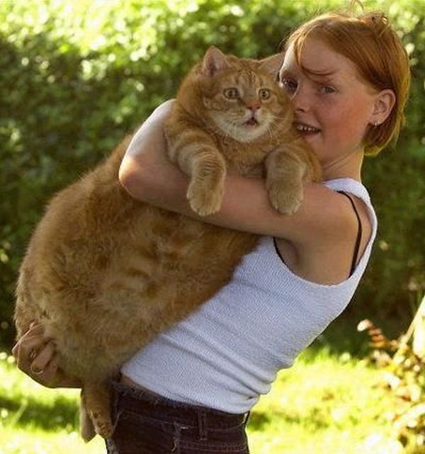 fat_animals_36.jpg