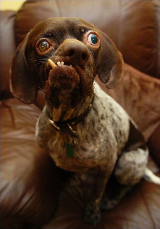1292792674_ugliest_dog_03.jpg