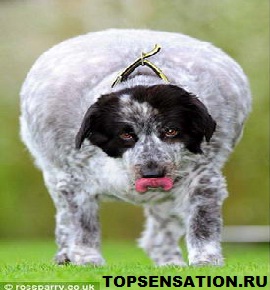 topsensation_191.jpg
